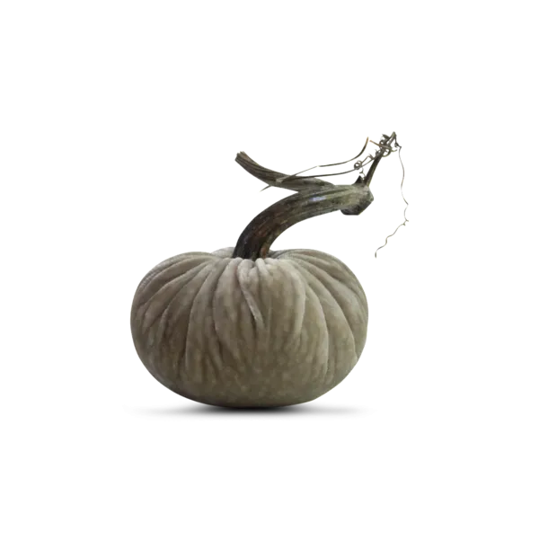 5" Velvet Pumpkin